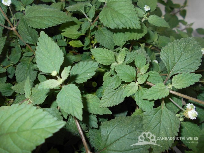 AZTECKÝ CUKR - LIPPIA DULCIS