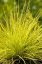 FESTUCA GLAUCA – GOLDEN TOUPEE