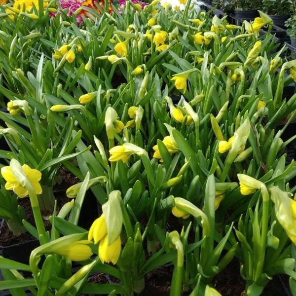 NARCISY
