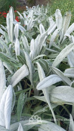 SENECIO - STARČEK "DONKEY´S EARS"
