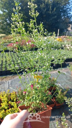 MARULKA LÉKAŘSKÁ – CALAMINTHA NEPETA - BÍLÁ