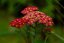 ACHILLEA MILLEFOLIUM MILLY ROCK CHERRY
