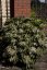 FATSIA JAPONICA SPIDER´S WEB