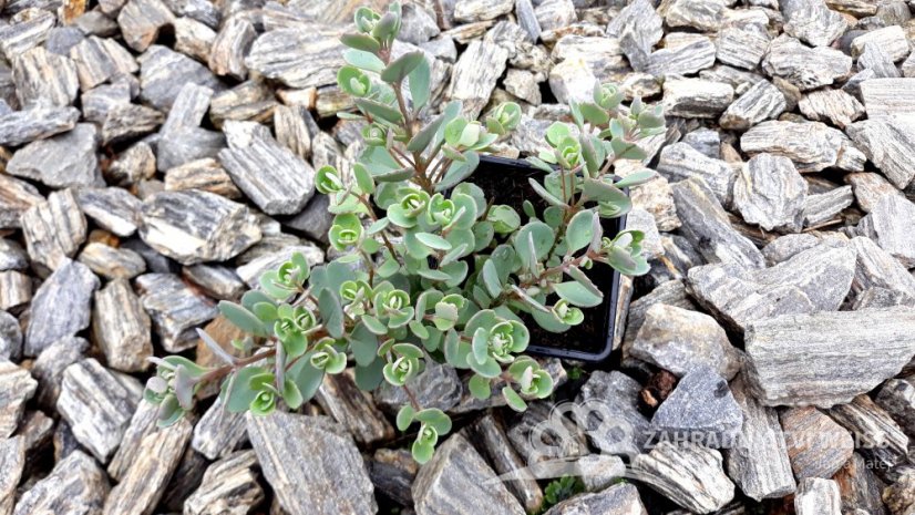 SEDUM CAUTICOLUM LIDAKENSE