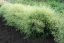 METLICE TRSNATÁ - DESCHAMPSIA CAESPITOSA PALAVA