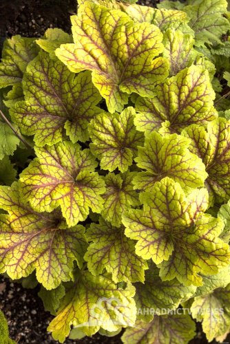HEUCHERA - ELECTRA