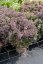SEDUM HYBRID. GLOBE  YELLOW