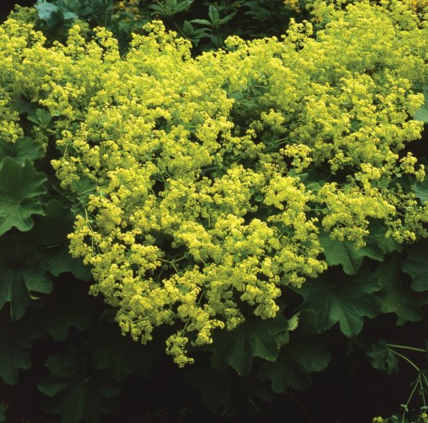 KONTRYHEL MĚKKÝ - ALCHEMILLA MOLLIS IRISH SILK