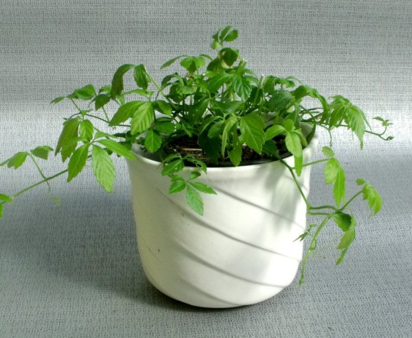 PĚTILISTÝ ŽENŠEN - JIAOGULAN