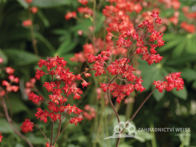 HEUCHERA CORAL FOREST