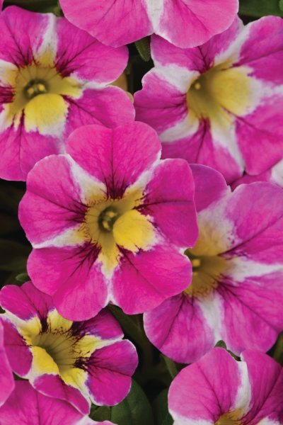MILLIONBELLS - CANDY SHOP BOUQUET CRUSH