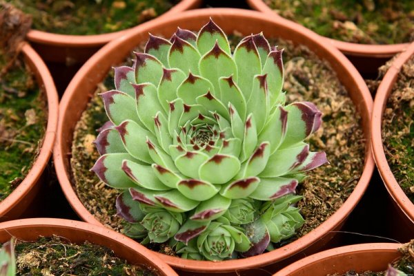 NETŘESK –SEMPERVIVUM TAURUS