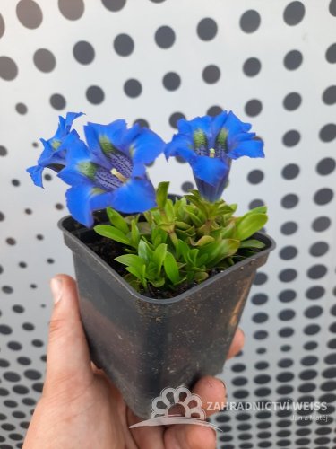 HOŘEC - GENTIANA ACAULIS