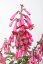 KAPSKÁ FUCHSIE - PHYGELIUS CANDY DROPS DEEP ROSE