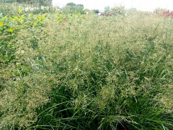 METLICE TRSNATÁ - DESCHAMPSIA CAESPITOSA PALAVA