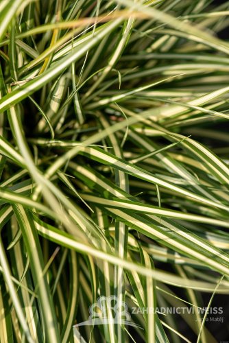 CAREX OSHIMENSIS MOONLIGHT