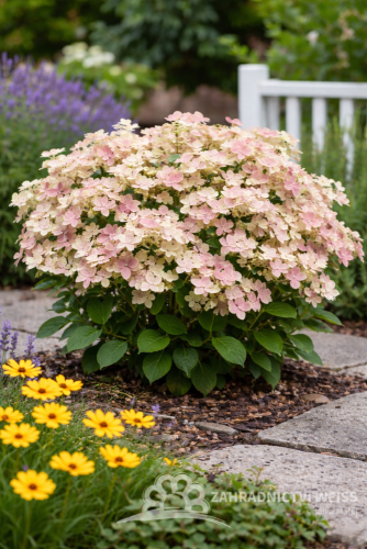 HORTENZIE LATNATÁ  - HYDRANGEA PANICULATA POLESTAR