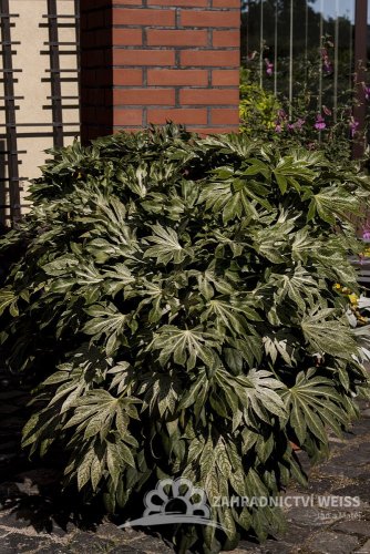 FATSIA JAPONICA SPIDER´S WEB