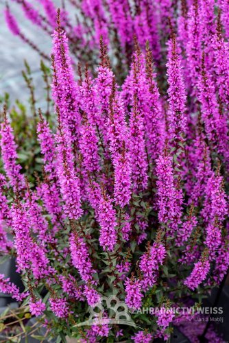 KYPREJ - LYTHRUM HYBR. LUMINARA LILAC