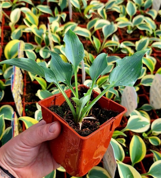 HOSTA MEDIUM WATERSLIDE