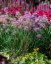 OKRASNÝ ČESNEK - ALLIUM HYBRIDA SERENDIPITY