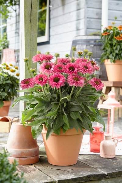 ECHINACEA PURP. BOLERO PINK