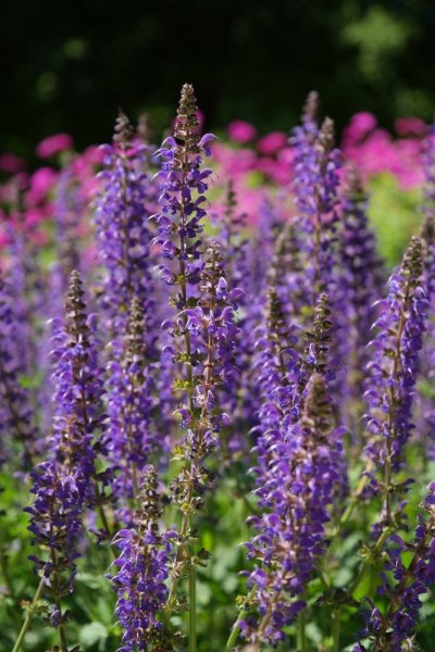 ŠALVĚJ - SALVIA NEMOROSA 'BLAUKÖNIGIN'