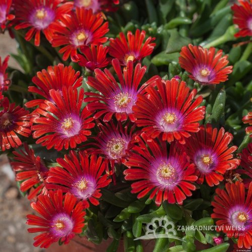 DELOSPERMA SUNDELLA RED