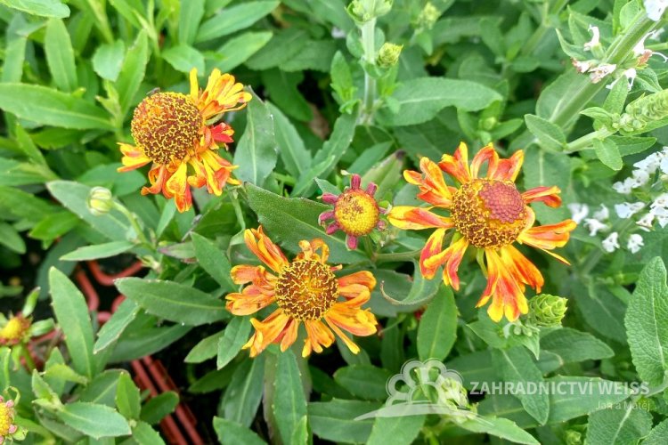 HELENIUM – BICOLOUR RED