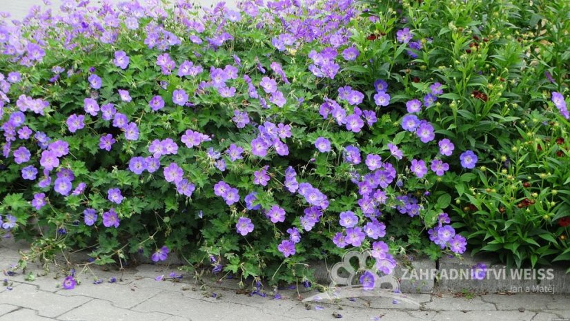 KAKOST - GERANIUM  HYBRIDA ROZZANE