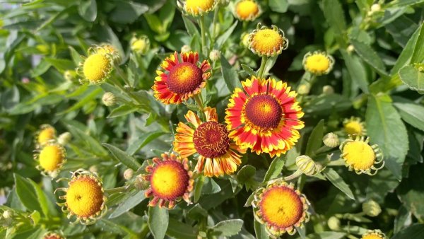 HELENIUM MARIACHI FUEGO