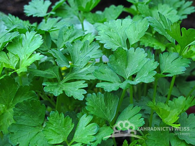 PETRŽEL HLADKÁ