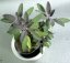 ŠALVĚJ MODRÁ - SALVIA OFFICINALIS PURPUREA