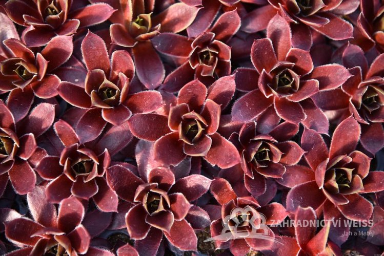 NETŘESK – SEMPERVIVUM BIG SAM RUBY STAR