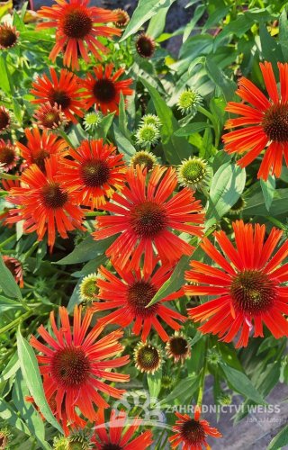 ECHINACEA PURPUREA – ORANGE SKIPPER
