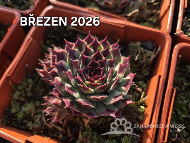 NETŘESK – SEMPERVIVUM MINT MARVEL