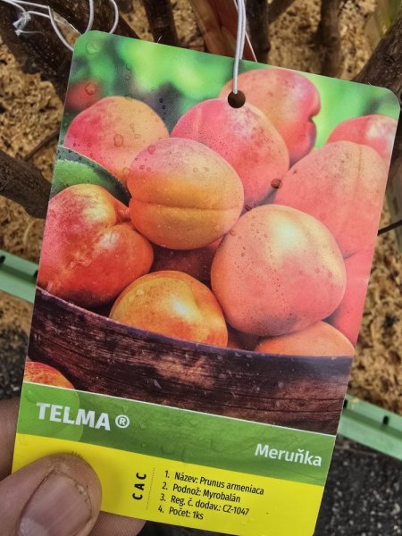 MERUŇKA TELMA