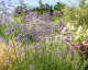 SPORÝŠ ARGENTINSKÝ - VERBENA BONARIENSIS VIOLET BLUE