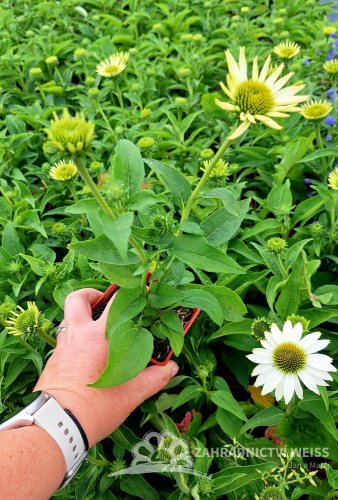 ECHINACEA PURP. PRAIRIE SPLENDOR COMPACT WHITE