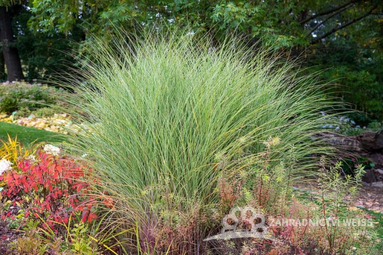 OZDOBNICE ČÍNSKÁ – MISCANTHUS SINENSIS MORNING LIGHT