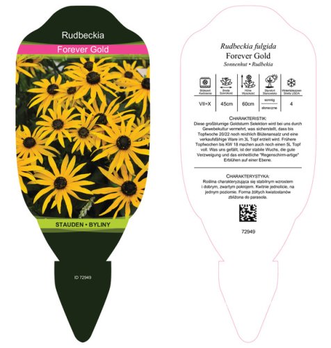 RUDBECKIA FULGIDA  "FOREVER GOLD"