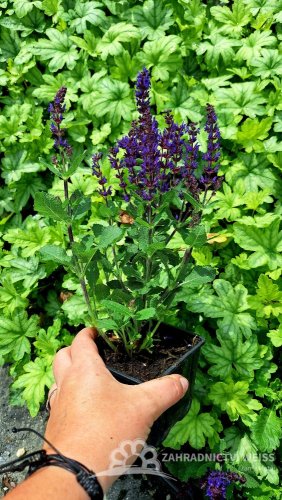 ŠALVĚJ HAJNÍ - SALVIA NEMOROSA MIDNIGHT PURPLE