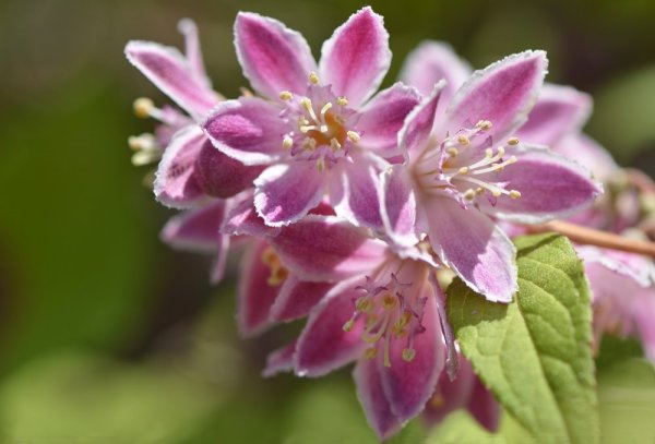 DEUTZIA HYBRIDA - TROJPUK - "STRAWBERRY FIELDS"