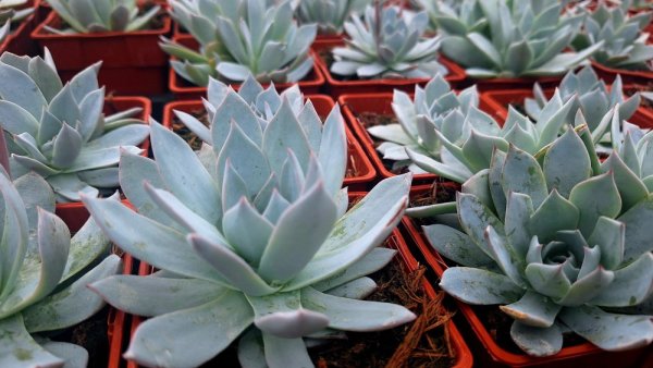 ECHEVERIA