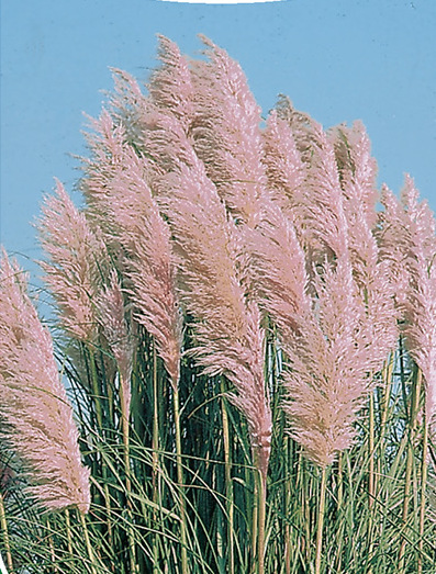 PAMPOVÁ TRÁVA - CORTADERIA SELLOANA  - RŮŽOVÁ