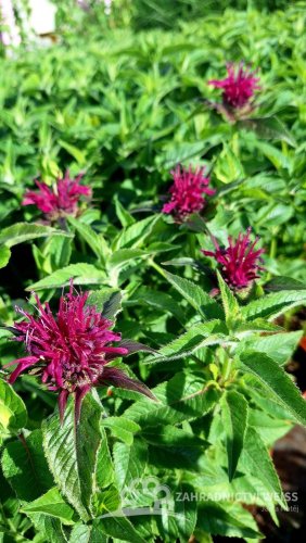 MONARDA HYBR. SUGAR BUZZ®GRAPE GUMBALL