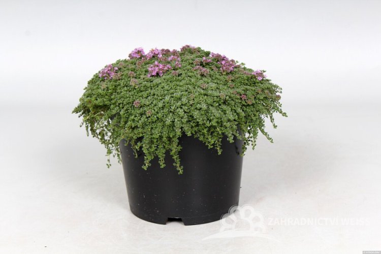 MATEŘÍDOUŠKA - THYMUS PRAECOX MINOR
