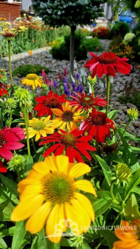 ECHINACEA HYBRIDA CHEYENNE SPIRIT