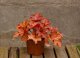 HEUCHERA PAPRIKA