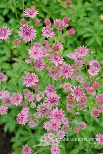 ASTRANTIA MAJOR ROMA – JARMARKA VĚTŠÍ
